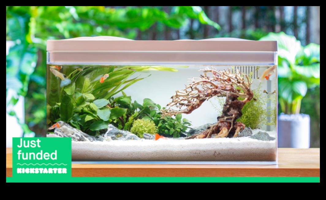 Fish Tank Zen Continued: Balancing Aquatic Elements for Harmony