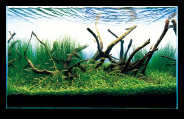 Fish Tank Zen Continued: Incorporating Plants for a Natural Feel