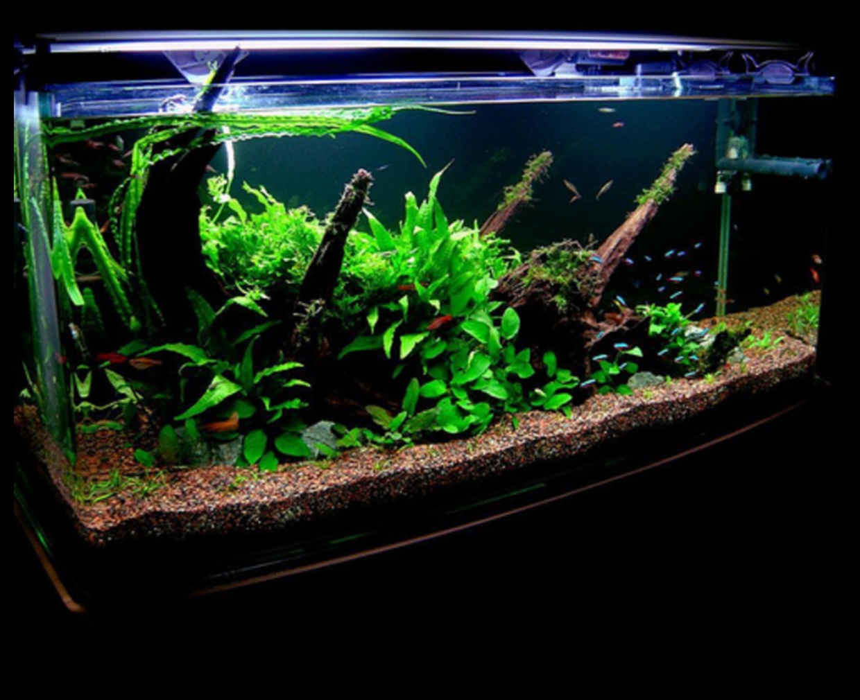 Fish Tank Zen Continued: Incorporating Relaxing Aquascaping Techniques