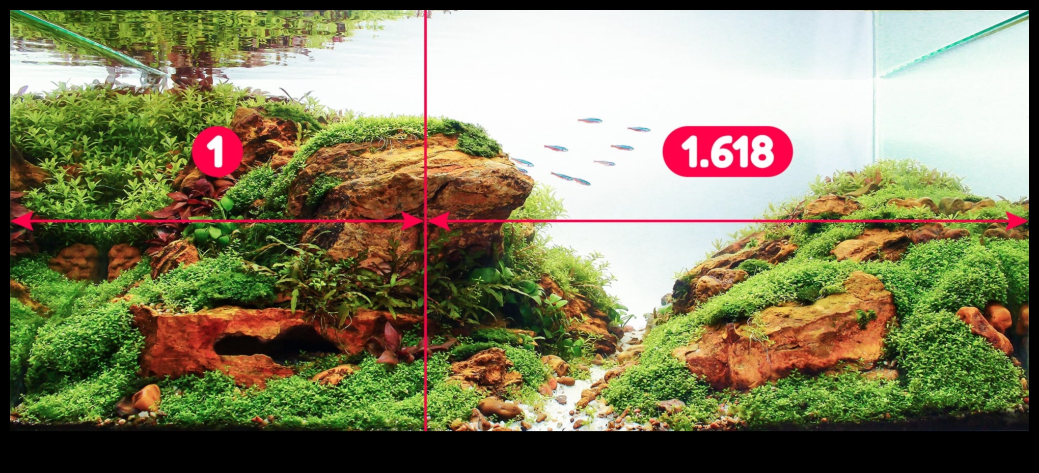 Fish Tank Zen Continued: Incorporating Relaxing Aquascaping Techniques