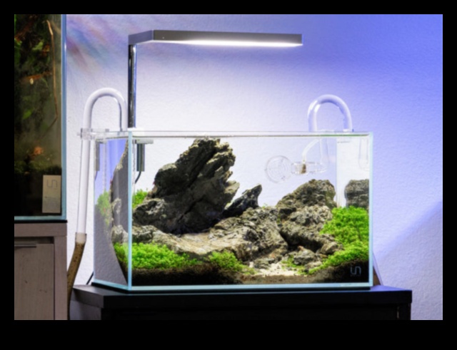 Fish Tank Zen Continued: Incorporating Relaxing Aquascaping Techniques
