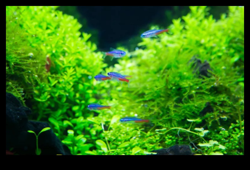 Fish Tank Zen Continued: Lighting and Atmosphere for Aquarium Serenity