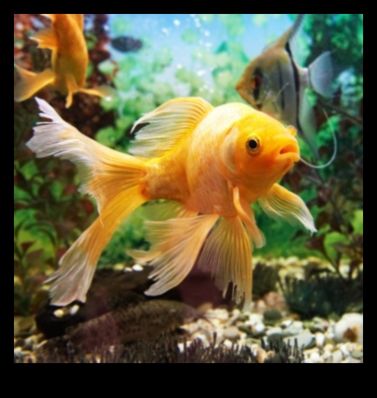 Fish Tank Zen Continued: Soothing Sounds and Music for Aquatic Bliss