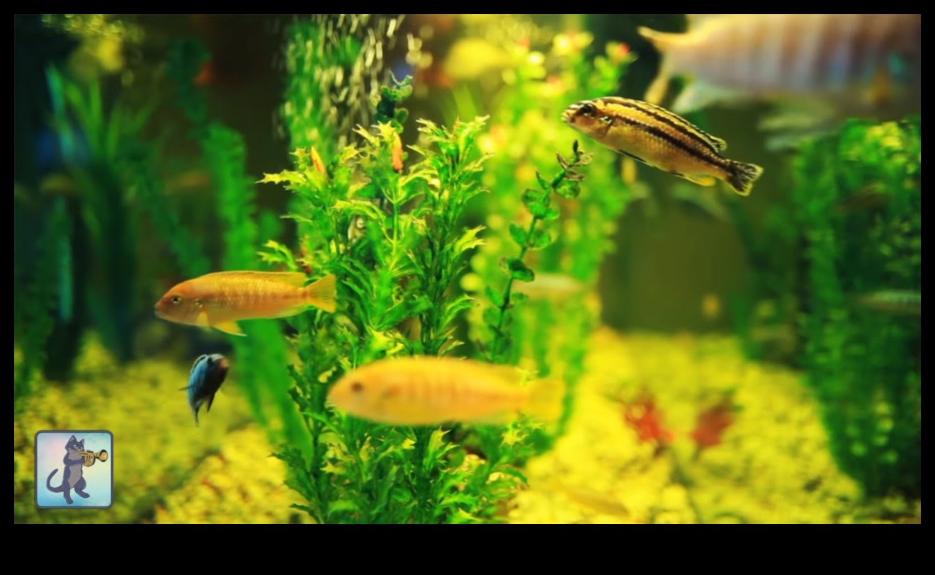 Fish Tank Zen Continued: Soothing Sounds and Music for Aquatic Bliss