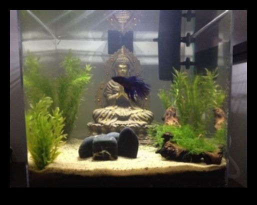 Fish Tank Zen: Creating a Relaxing Environment for Your Fish