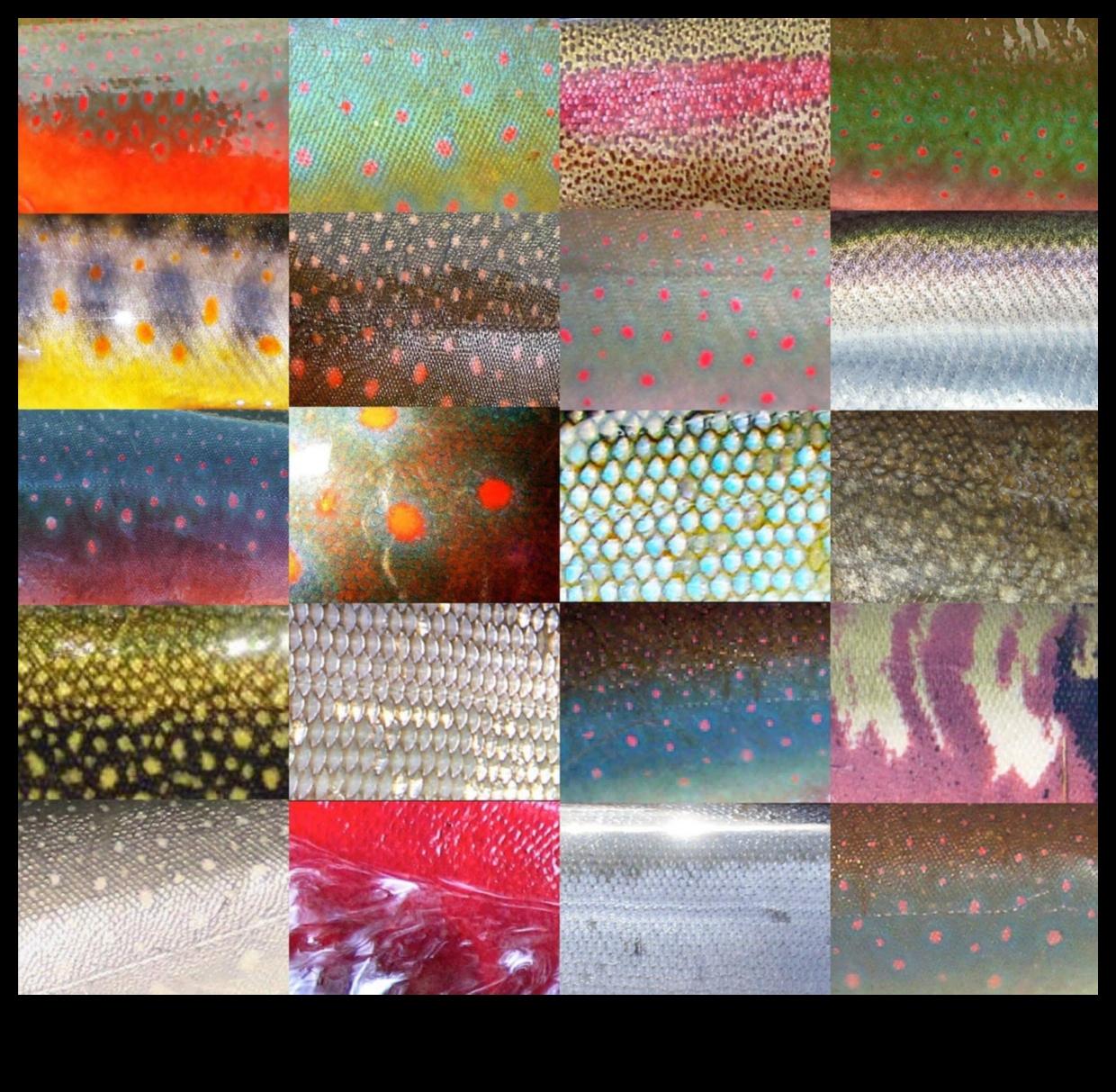 Fishy Fashion: The Vibrant Colors and Patterns of Fish Scales