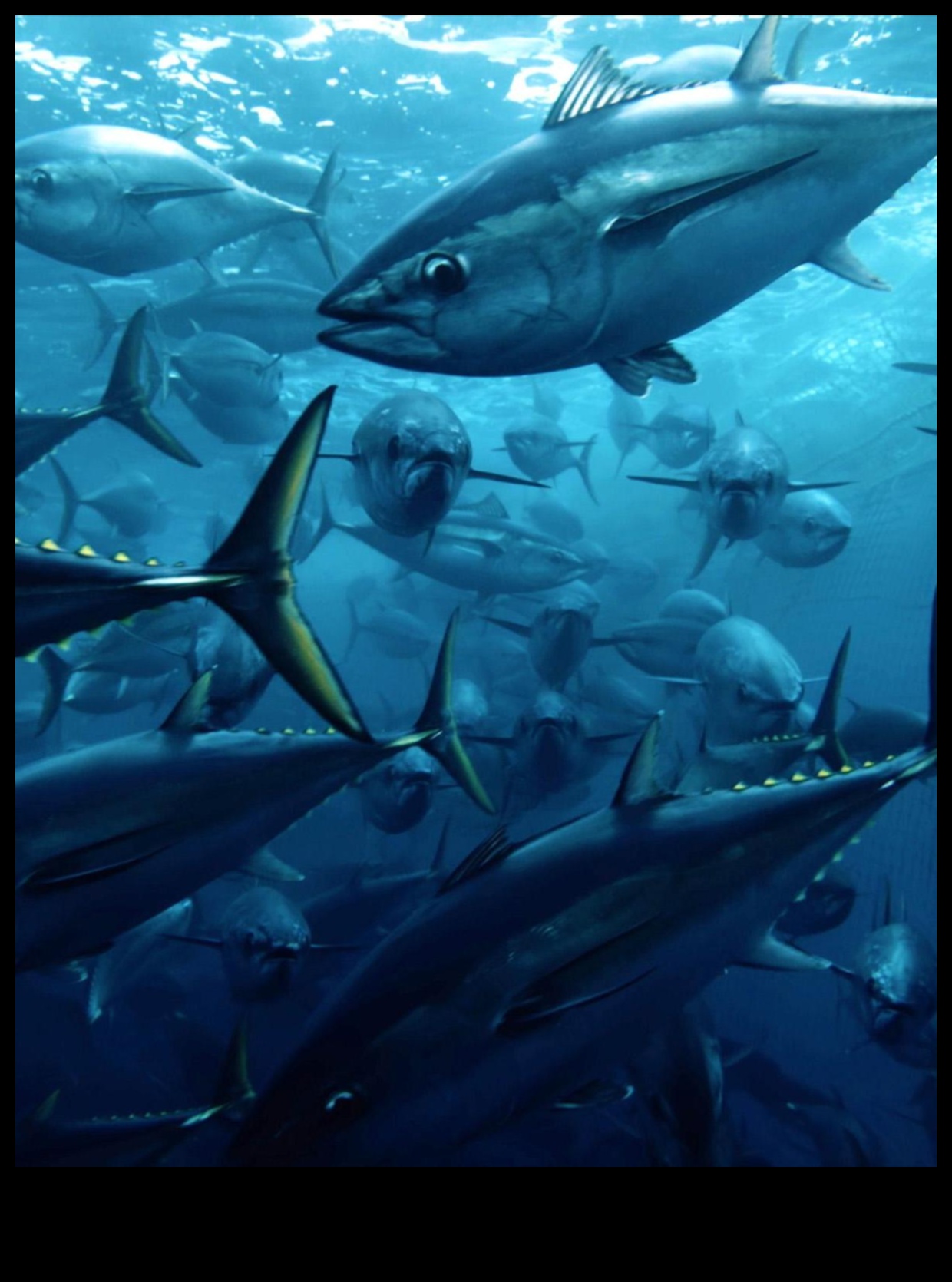 Fishy Film Fest Continued: Documentaries Spotlighting Marine Life