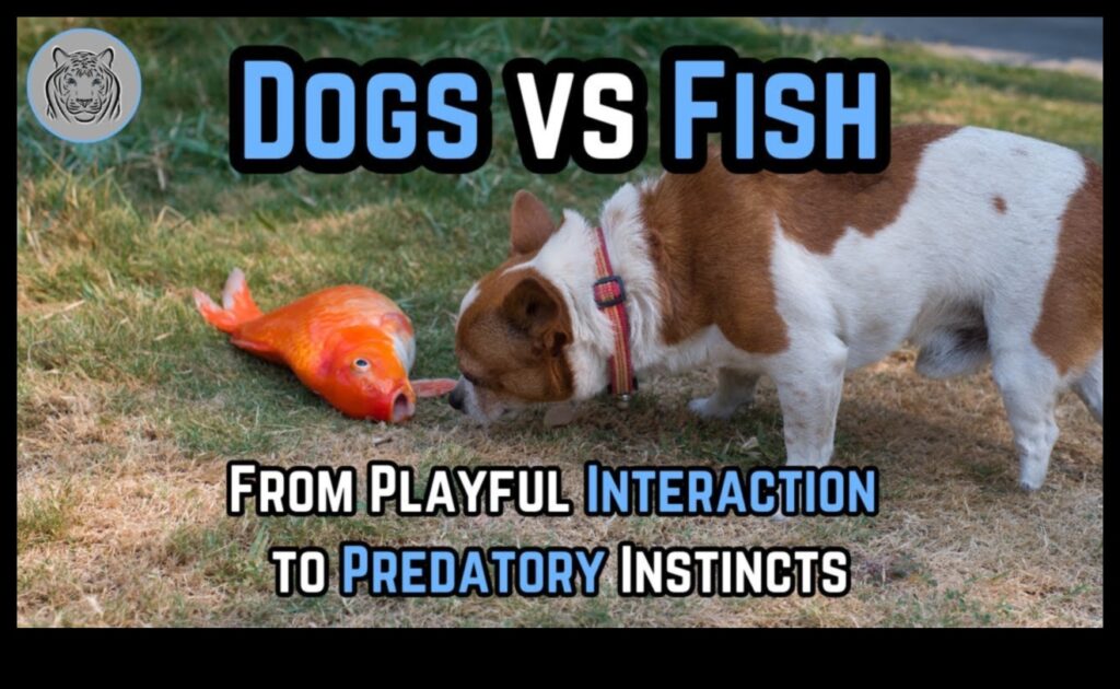 Fishy Friends Building Bonds with Pet Fish 1