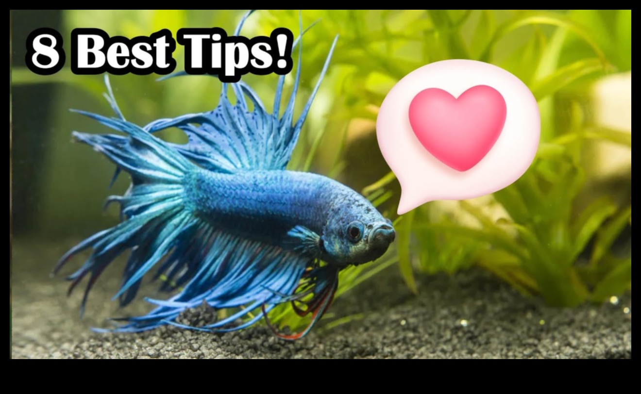 Fishy Friends: Building Bonds with Pet Fish