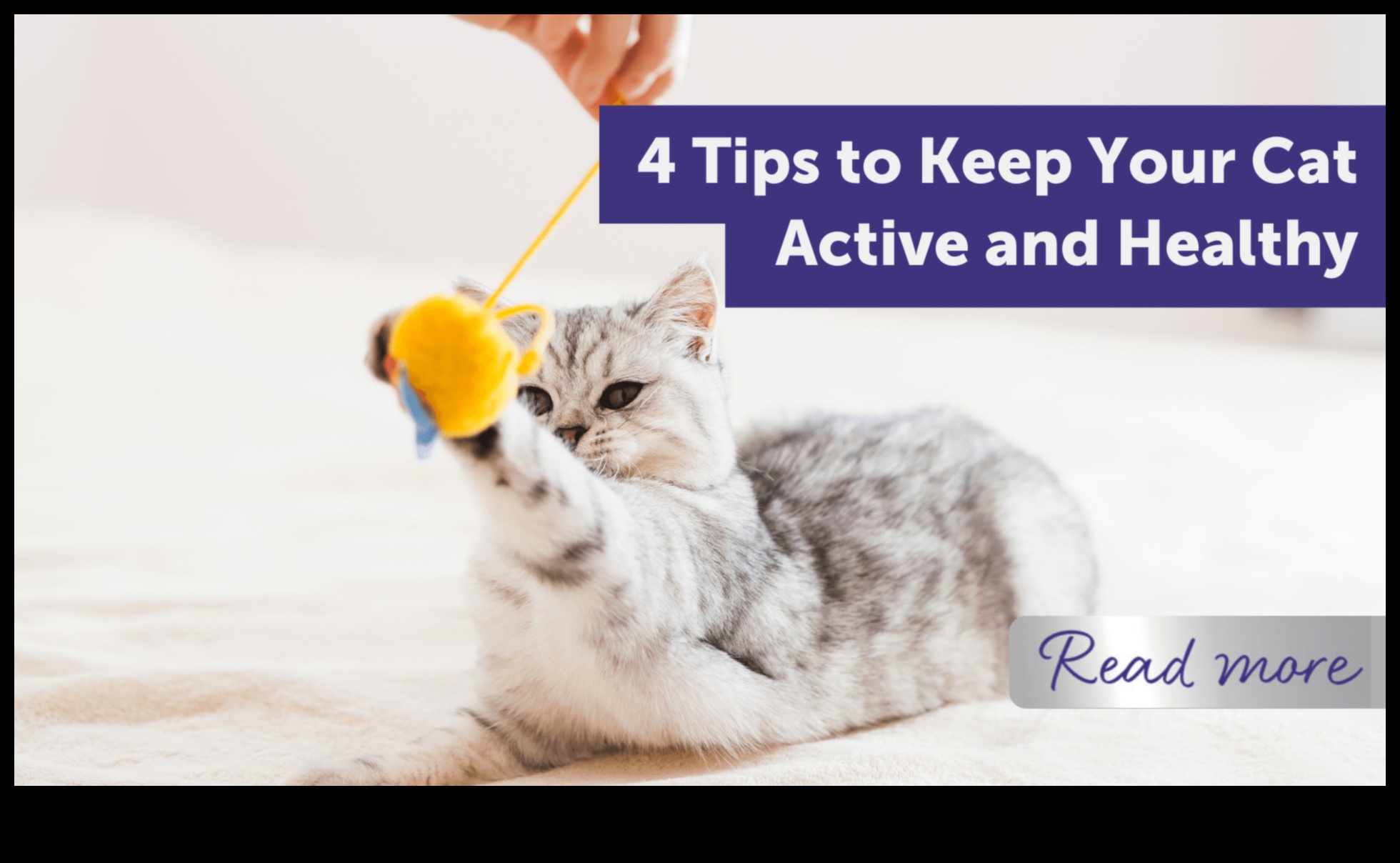 Fitness Felines: Keeping Your Cat Active and Healthy