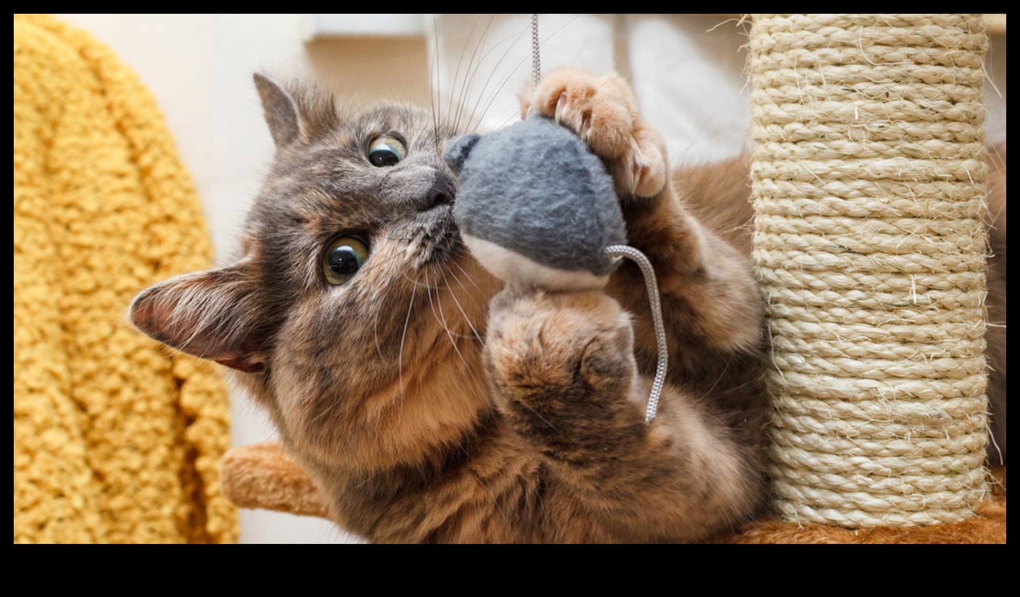 Fitness Felines: Keeping Your Cat Active and Healthy