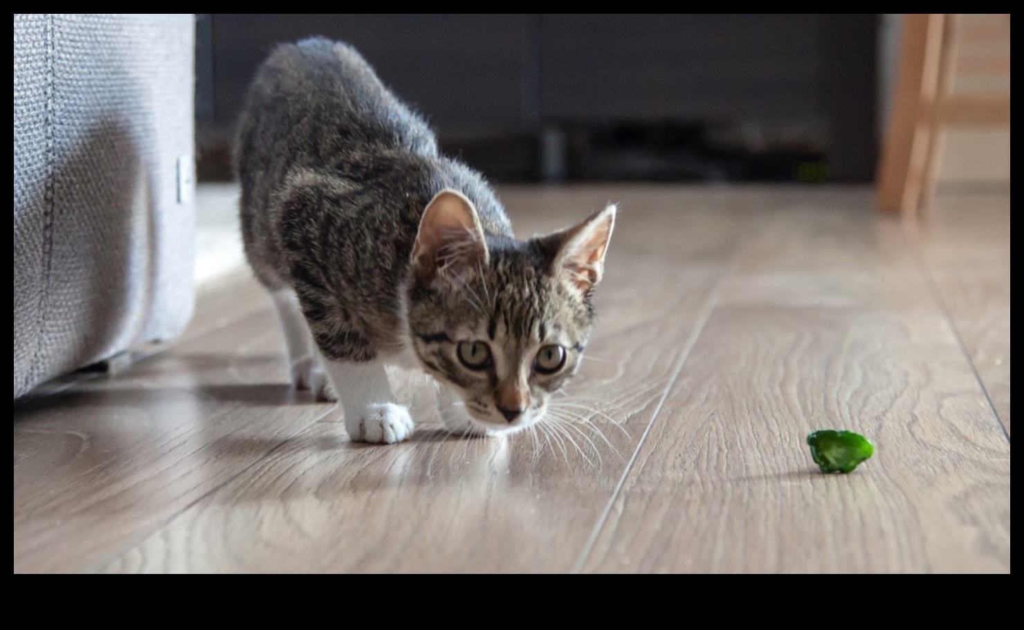 Fitness Felines: Keeping Your Cat Active and Healthy