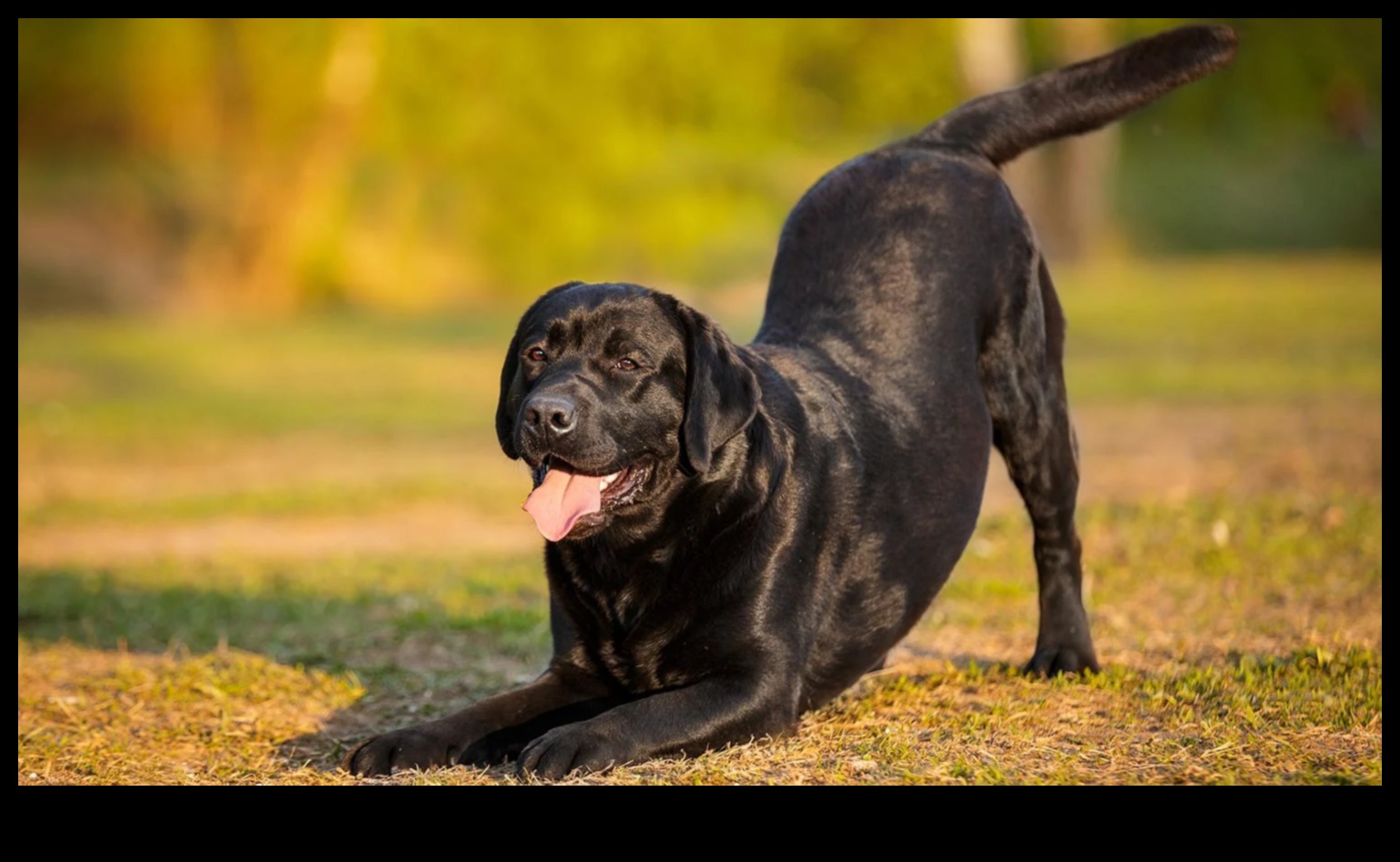 Fitness Fidos: Keeping Your Dog Active and Healthy