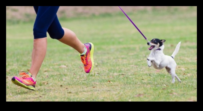 Fitness with Fido: Incorporating Exercise into Your Dog's Routine