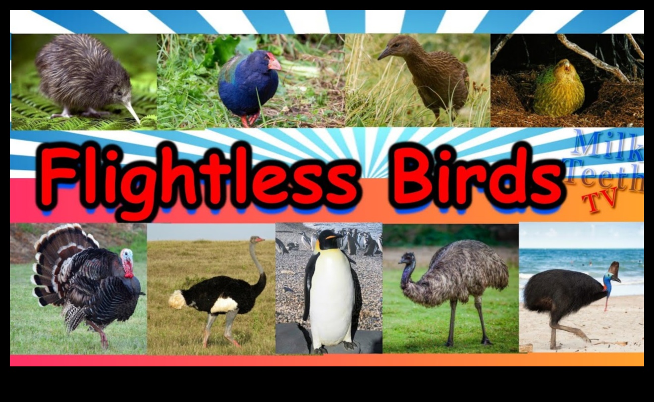 Flightless Marvels: The World of Non-Flying Birds
