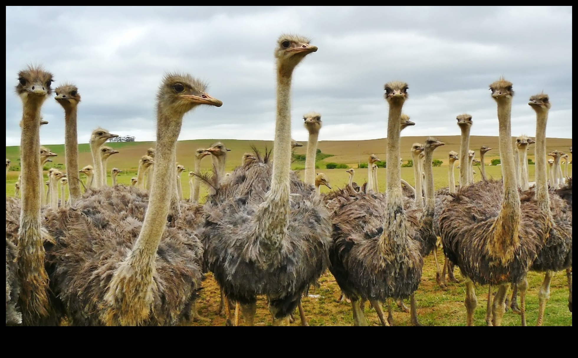Flightless Marvels: The World of Non-Flying Birds