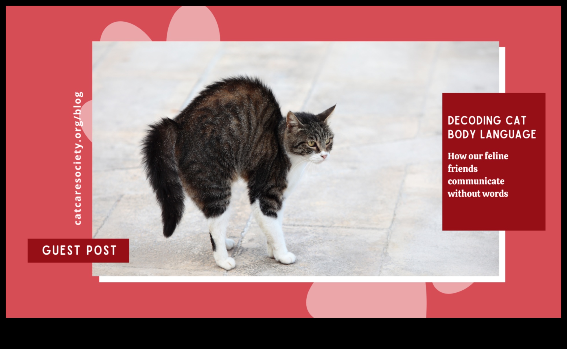 From Paws to Whiskers: Decoding Cat Communication