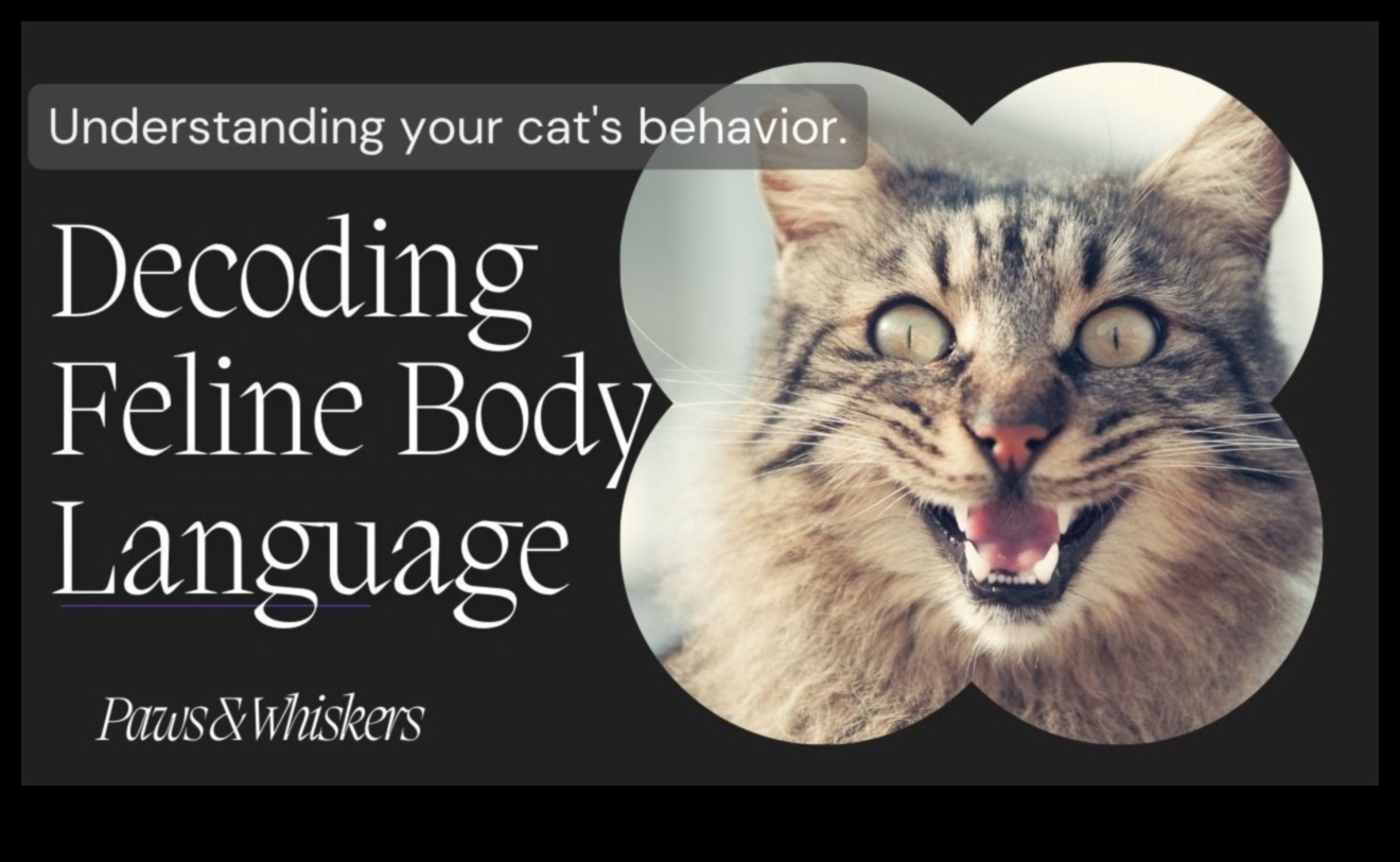 From Paws to Whiskers: Decoding Cat Communication
