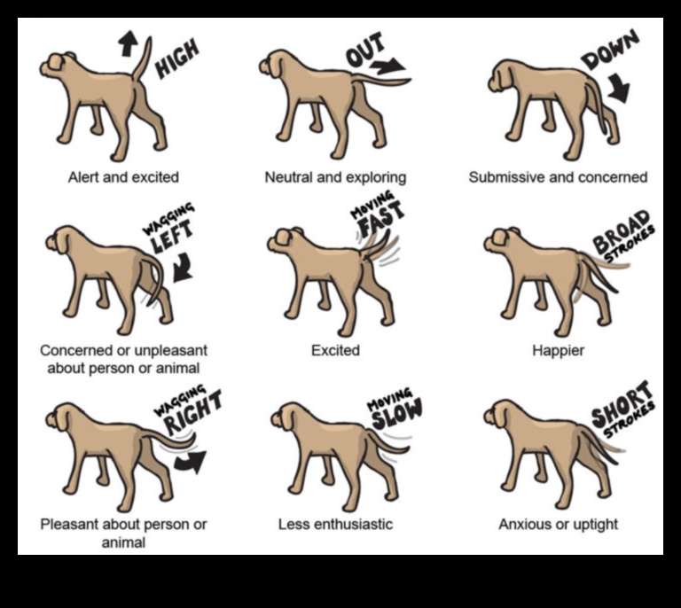From Tail Wags to Barks: Decoding Dog Communication