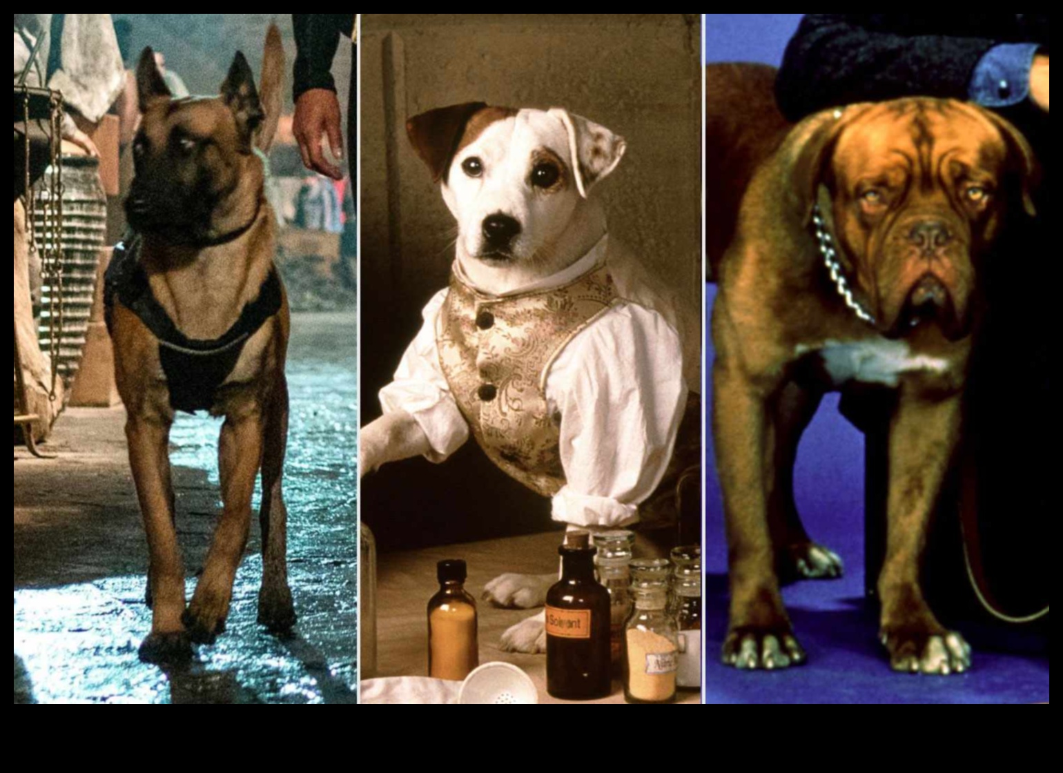 Furry Friends on Film: Iconic Dogs in Cinema History