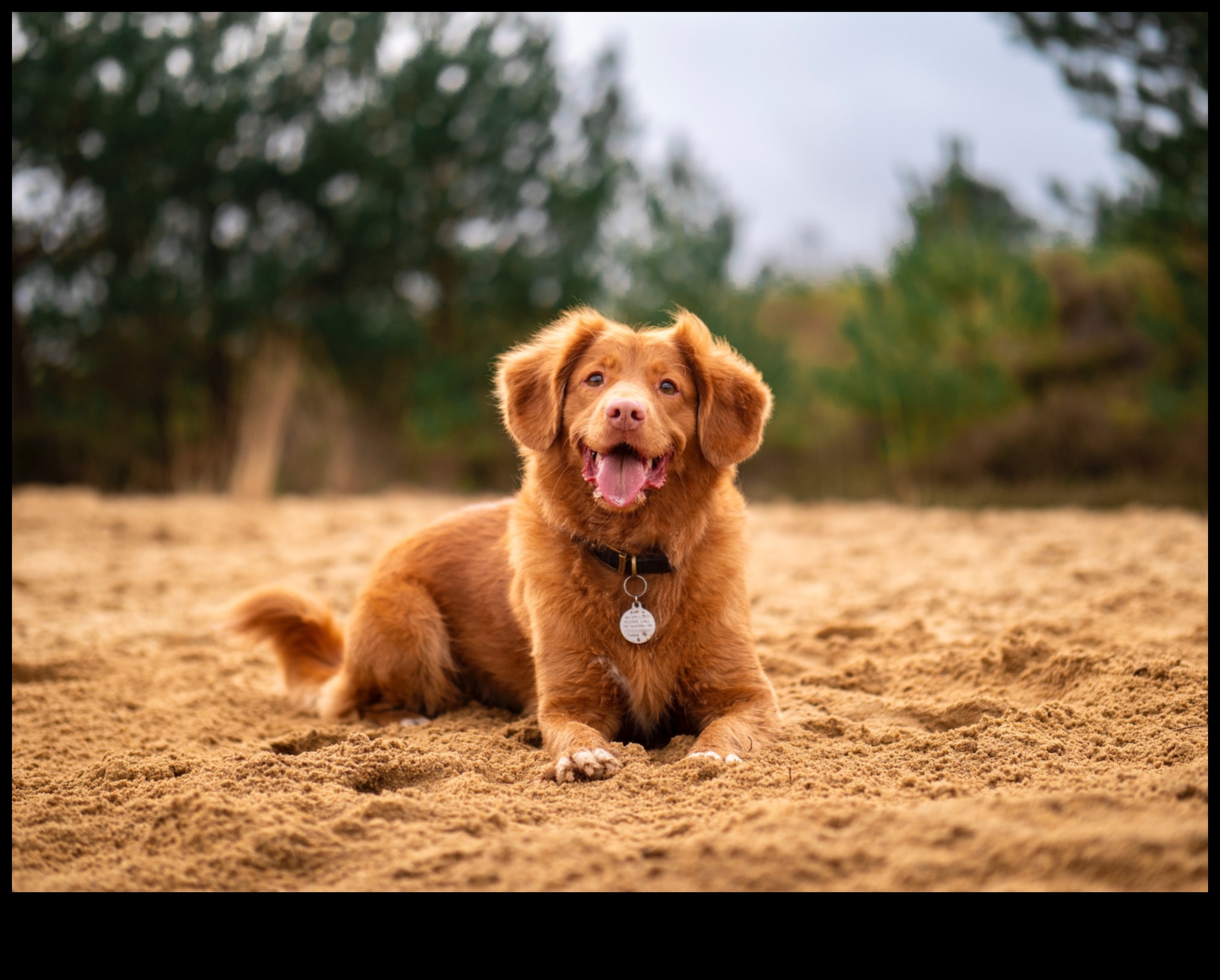 Furry Friends on Film: Iconic Dogs in Cinema History