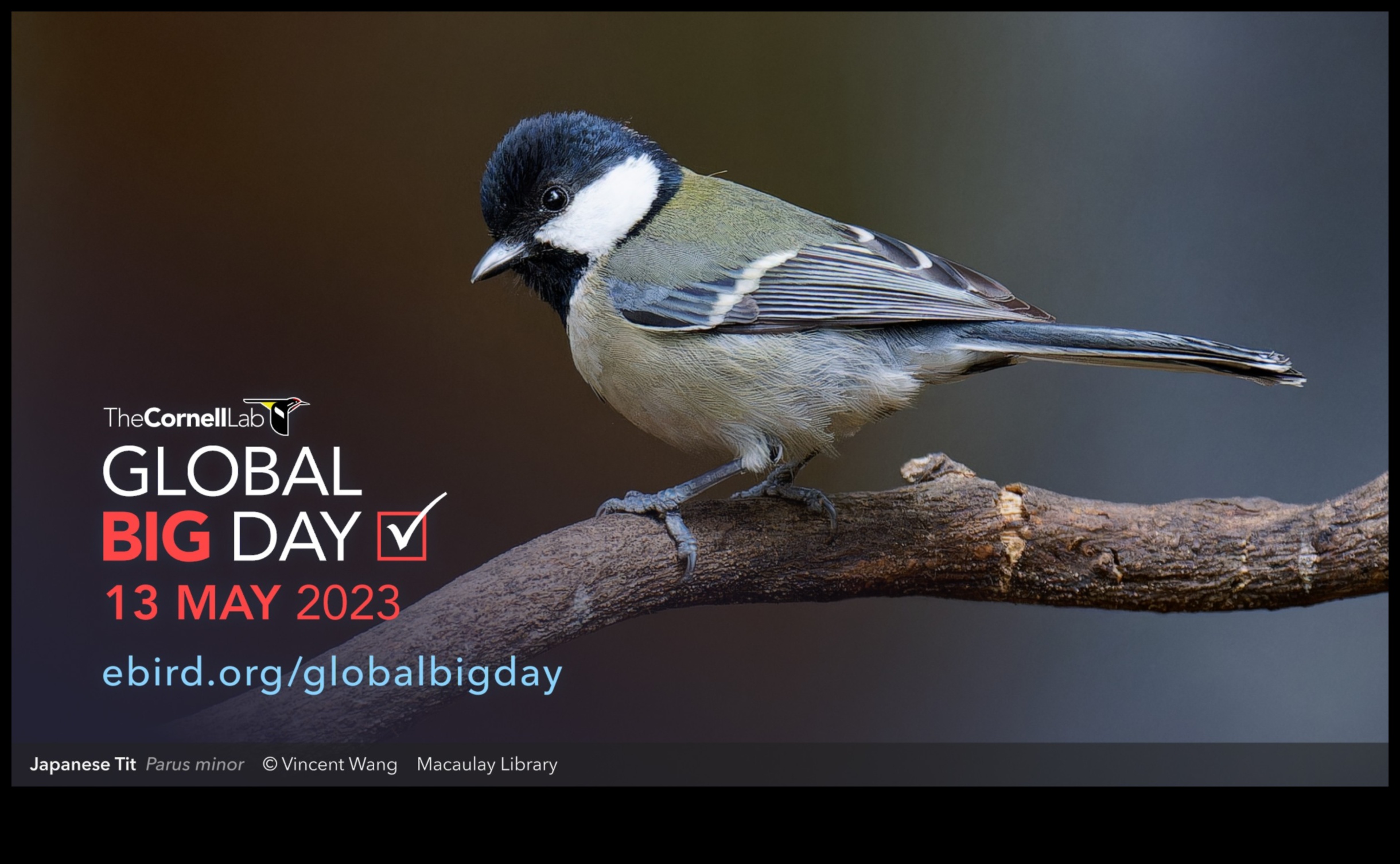 Global Gathering Celebrating International Bird Days 5 Global Gathering: Celebrating International Bird Days