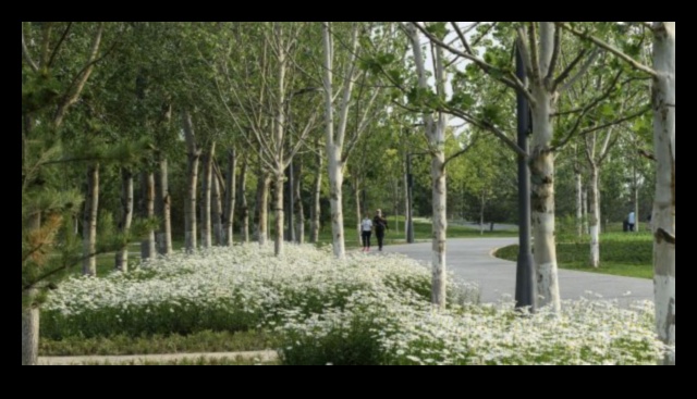 Green Oasis: Outdoor Workouts Surrounded by Nature's Beauty