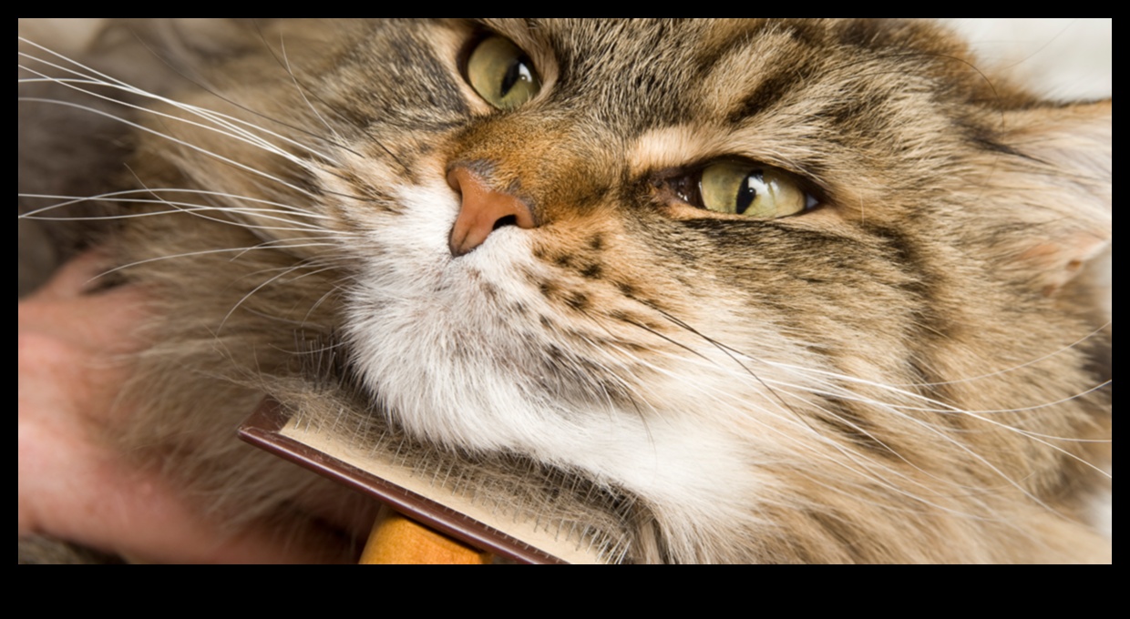 Grooming Galore: Expanding Your Knowledge on Cat Care