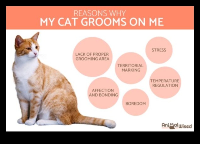 Grooming Galore: Expanding Your Knowledge on Cat Care