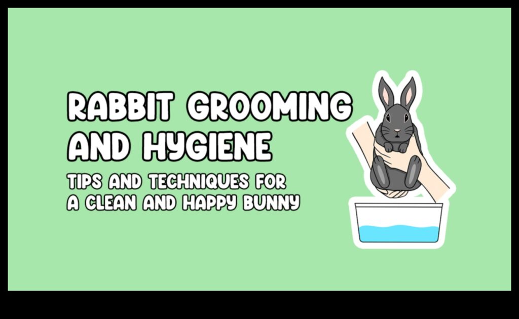 Grooming Guide for Rabbits Tips for Keeping Your Bunny Well-Kempt 1