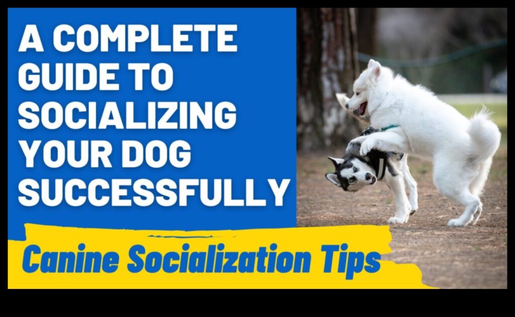 Guide to Doggy Etiquette Navigating Social Interactions 1