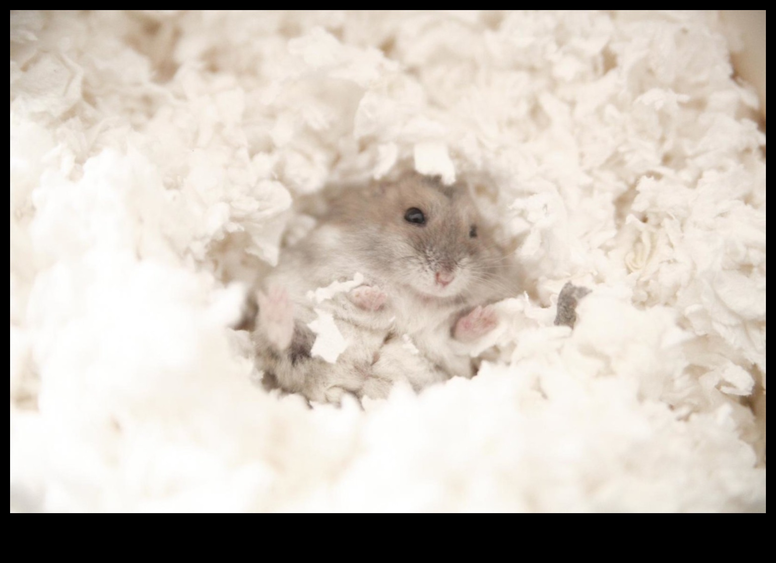 Hamster Bedding Guide Continued: Safe Options and Alternatives