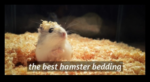 Hamster Bedding Guide Continued: Safe Options and Alternatives