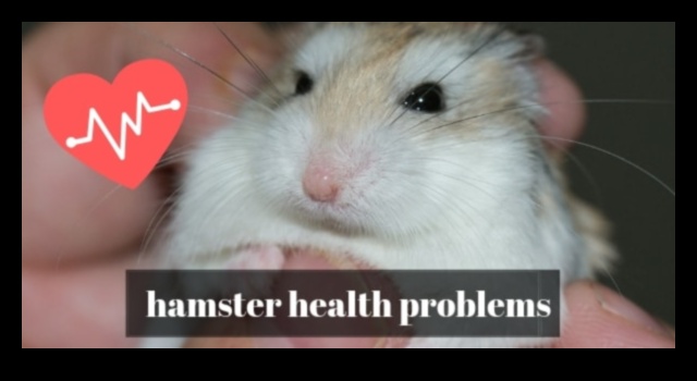 Hamster Behavioral Issues Continued: Solutions for Common Challenges
