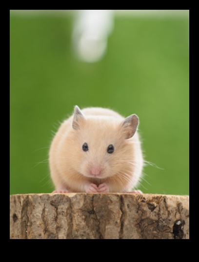 Hamster Behavioral Issues Continued: Solutions for Common Challenges