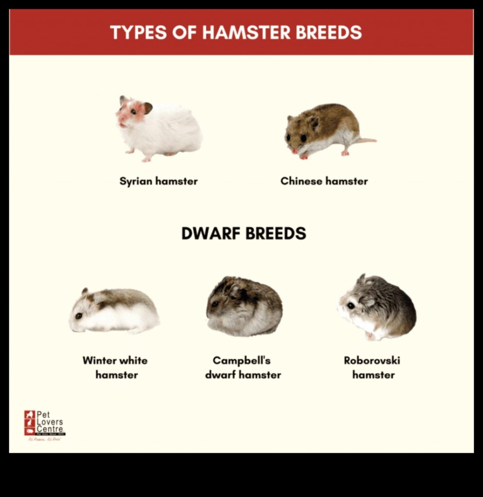 Hamster Breeds Continued Lesser-Known Varieties and Characteristics 1