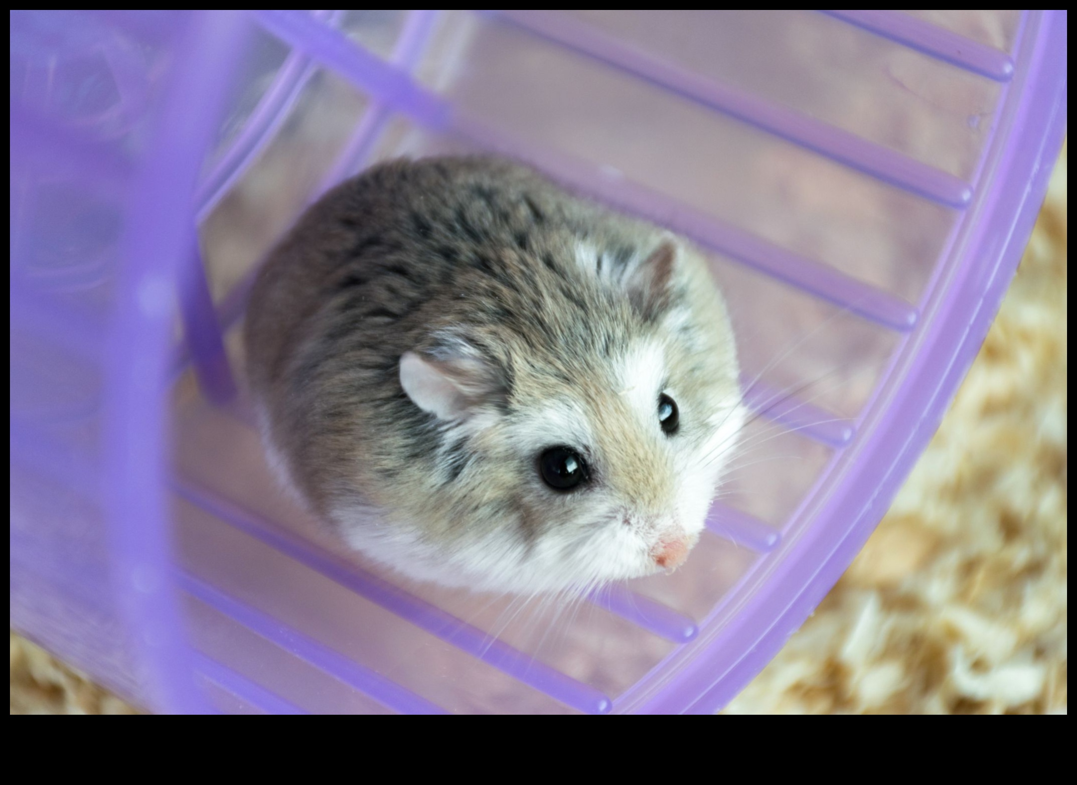 Hamster Breeds Continued: Lesser-Known Varieties and Characteristics