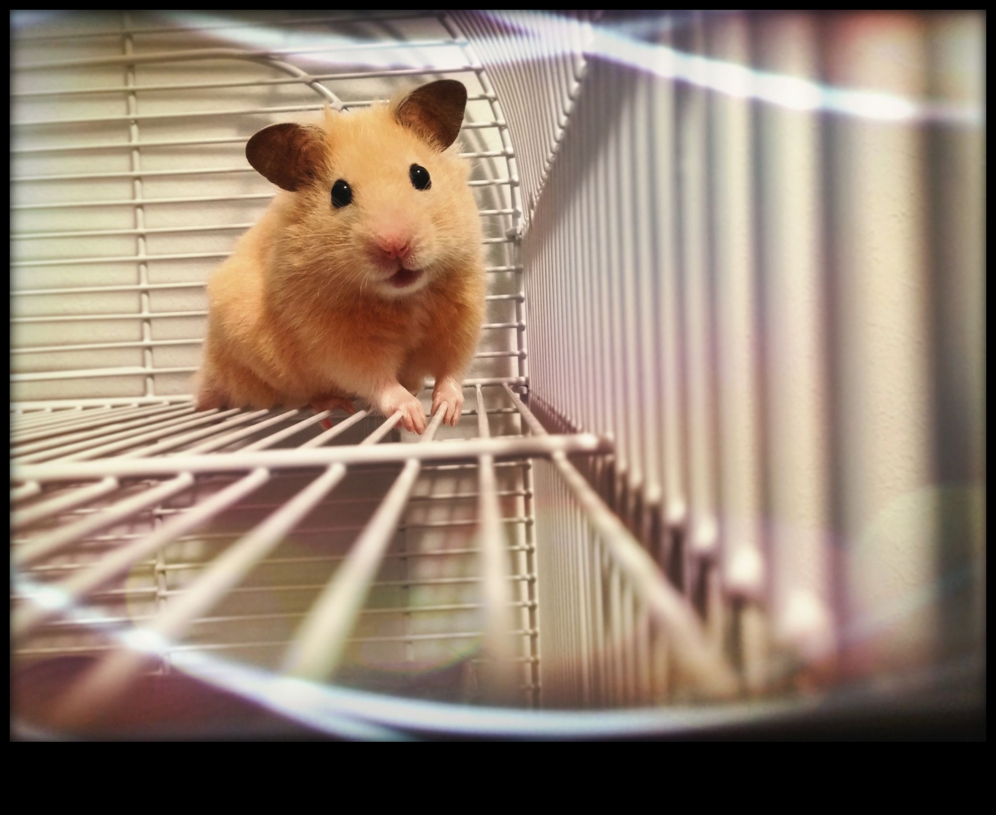 Hamster Breeds Continued: Lesser-Known Varieties and Characteristics
