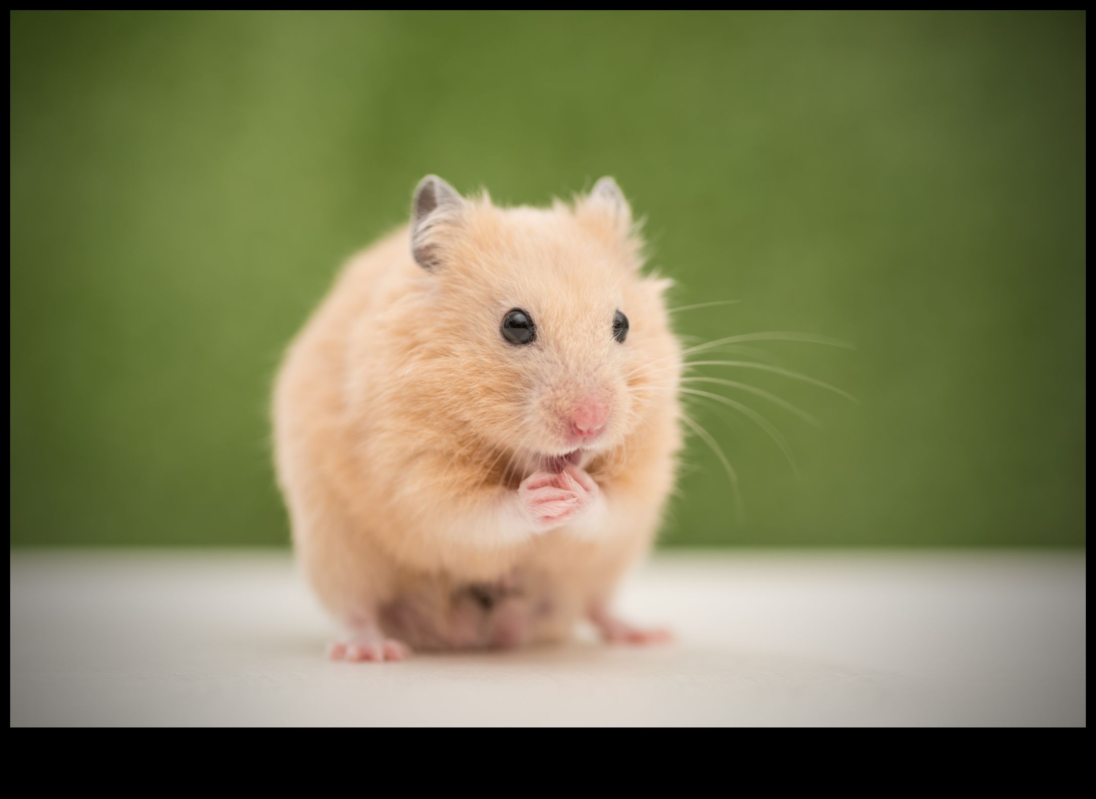 Hamster Breeds Continued: Lesser-Known Varieties and Characteristics