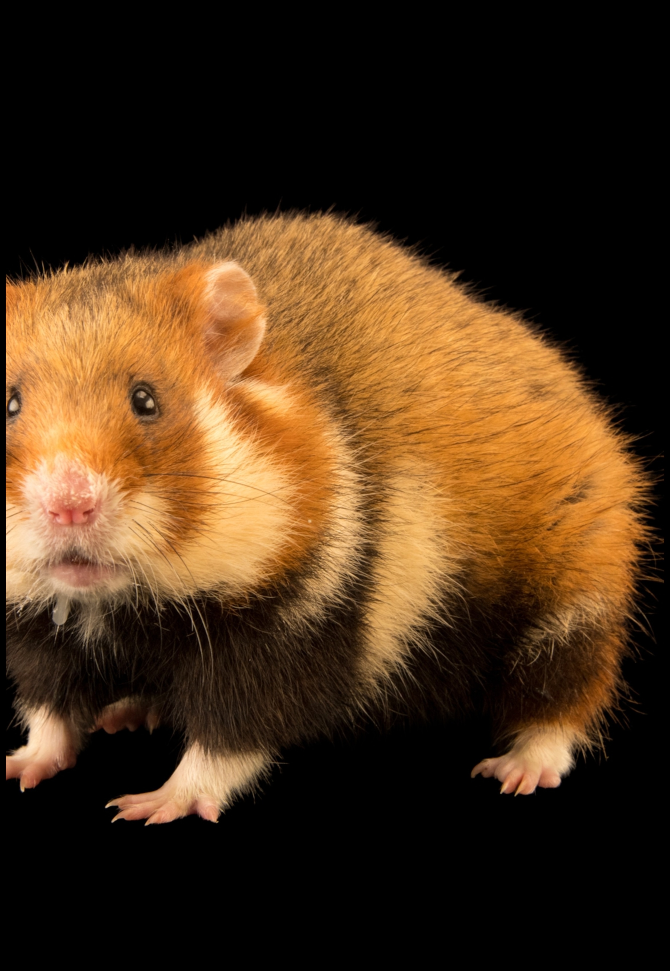 Hamster Breeds Continued: Unique Characteristics of Rare Varieties