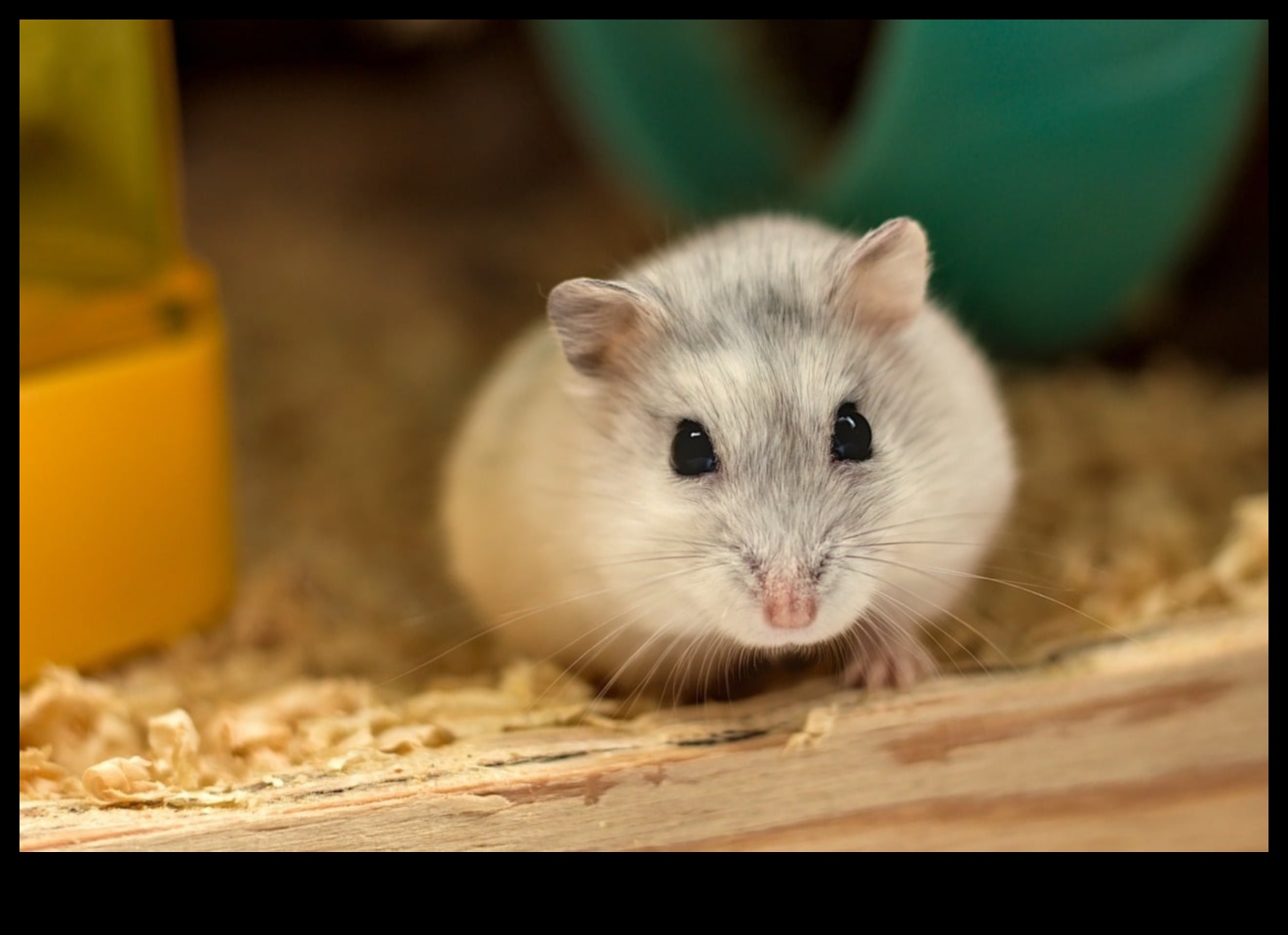 Hamster Communication Continued: Deciphering Vocalizations and Expressions