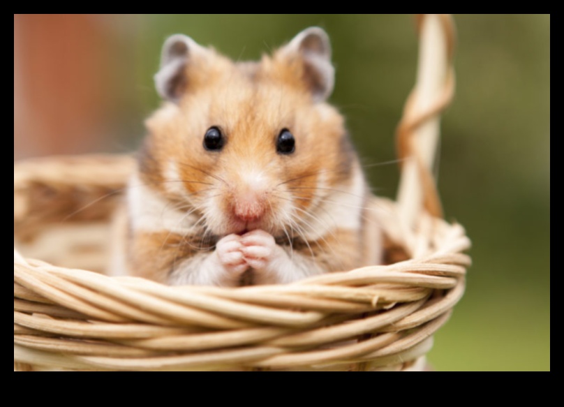 Hamster Communication Continued: Deciphering Vocalizations and Expressions