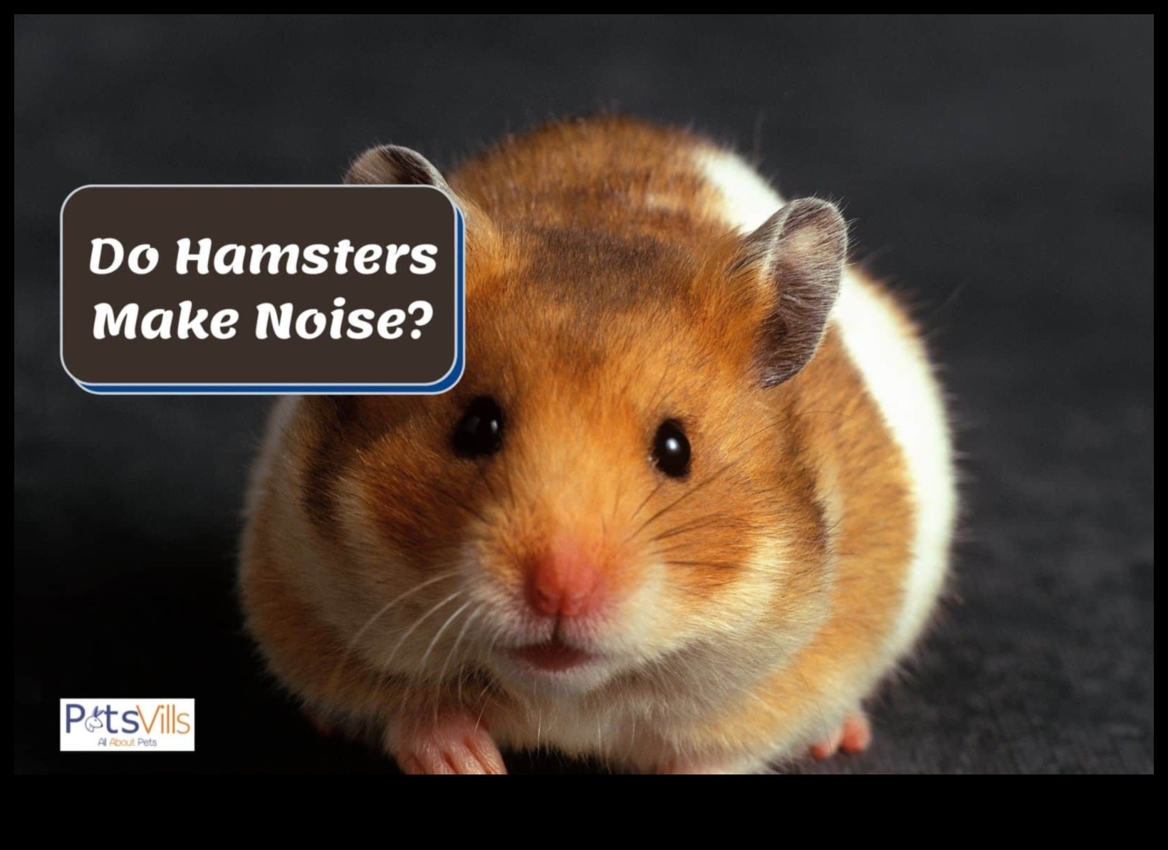 Hamster Communication Continued: Deciphering Vocalizations and Expressions