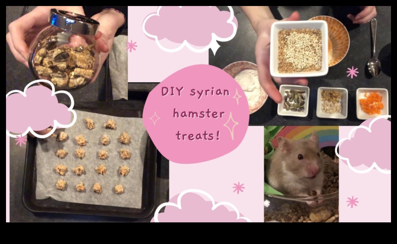Hamster DIY Treats Continued: Creative and Healthy Recipes