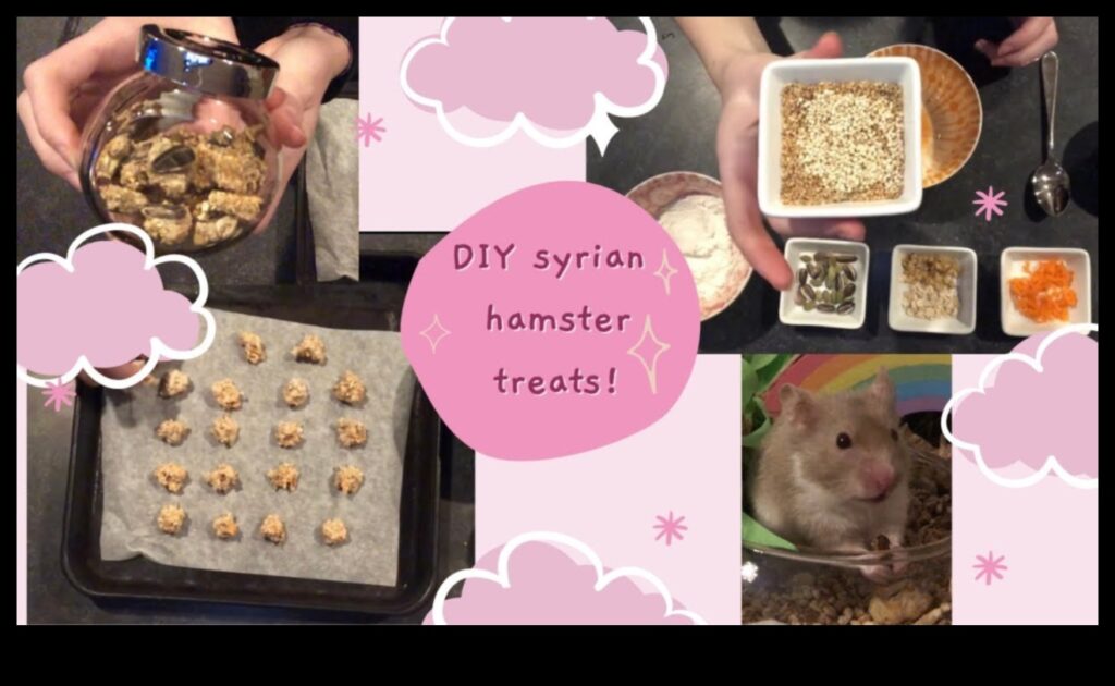 Hamster DIY Treats Continued Exploring Creative and Healthy Recipes 1