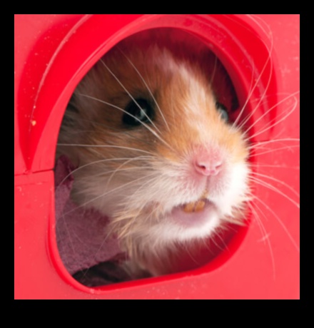 Hamster Dental Health: Preventing Common Teeth Issues