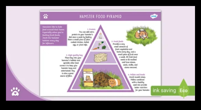 Hamster Diet Demystified: Crafting a Nutritious Menu for Your Pet