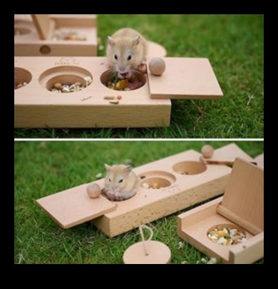 Hamster Enrichment Ideas Continued: DIY Puzzle Feeders and Toys
