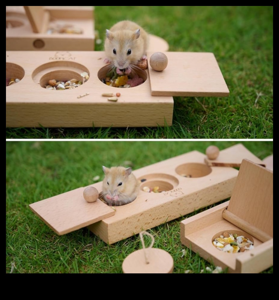 Hamster Enrichment Ideas Continued: DIY Puzzles and Brain Games