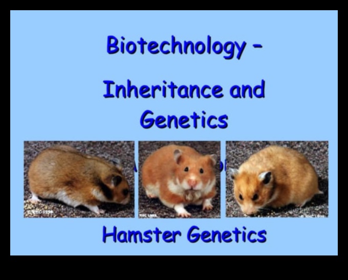 Hamster Genetics Continued Unraveling the Fascination of Colors and Patterns 1